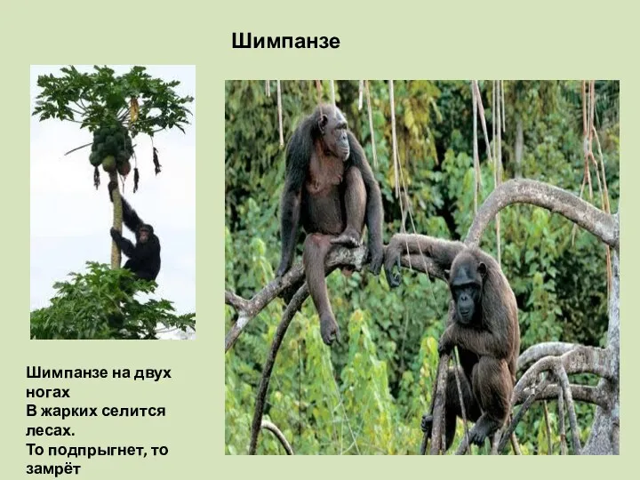 Шимпанзе Шимпанзе на двух ногах В жарких селится лесах. То подпрыгнет, то замрёт