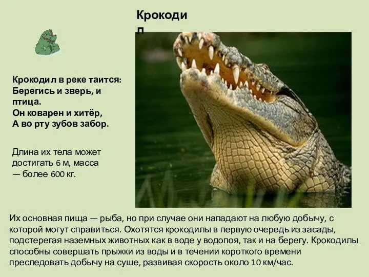 Крокодил Длина их тела может достигать 6 м, масса —