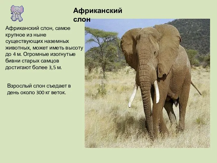 Африканский слон Африканский слон, самое крупное из ныне существующих наземных животных, может иметь