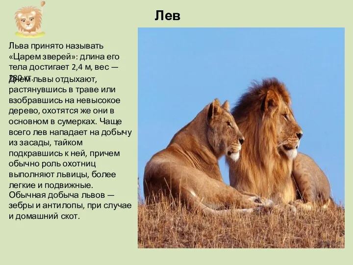 Льва принято называть «Царем зверей»: длина его тела достигает 2,4 м, вес —