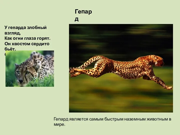 Гепард является самым быстрым наземным животным в мире. Гепард У
