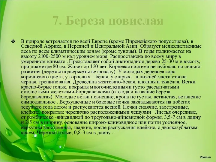 7. Береза повислая В природе встречается по всей Европе (кроме