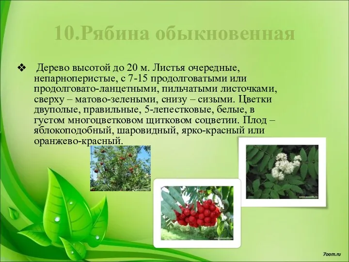 10.Рябина обыкновенная Дерево высотой до 20 м. Листья очередные, непарноперистые,