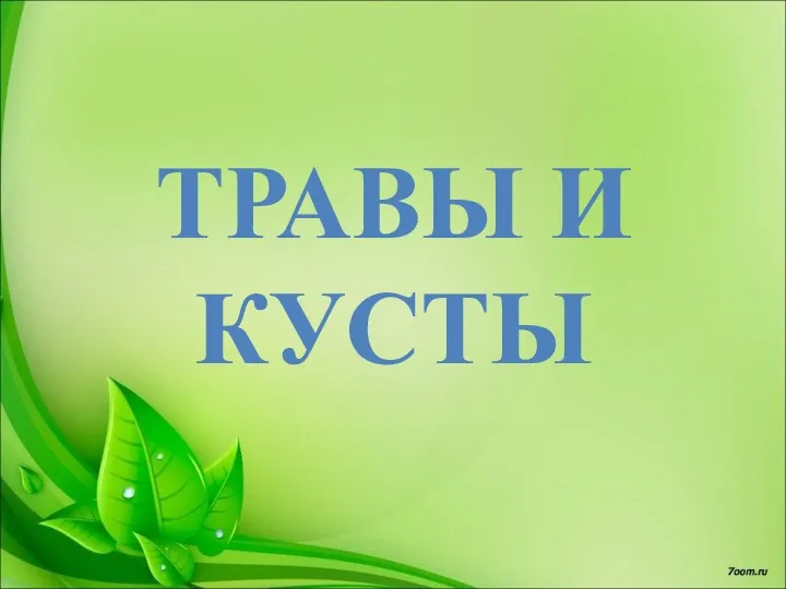 ТРАВЫ И КУСТЫ