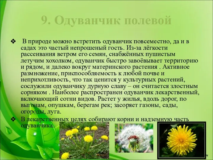 9. Одуванчик полевой В природе можно встретить одуванчик повсеместно, да