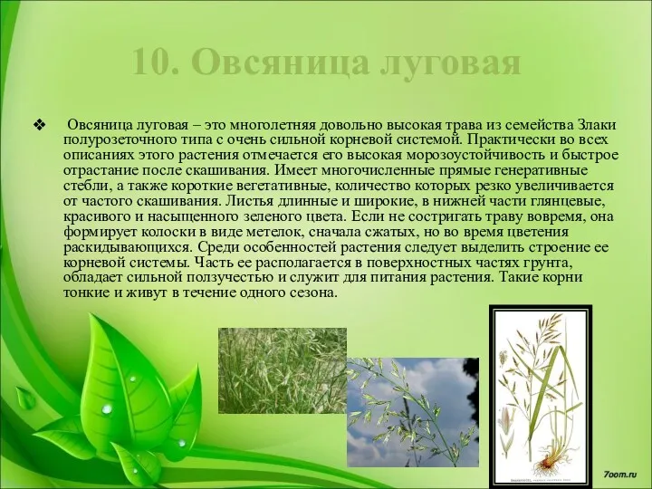 10. Овсяница луговая Овсяница луговая – это многолетняя довольно высокая