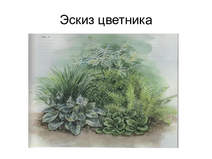 Эскиз цветника