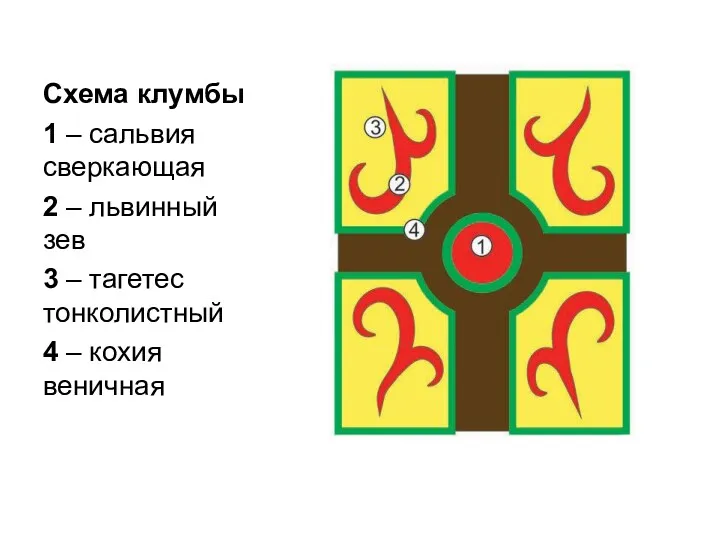 Схема клумбы 1 – сальвия сверкающая 2 – львинный зев