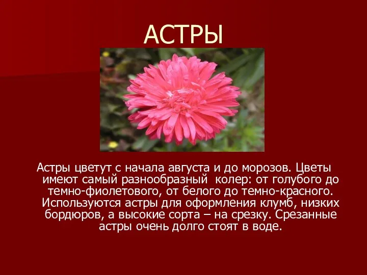 АСТРЫ Астры цветут с начала августа и до морозов. Цветы