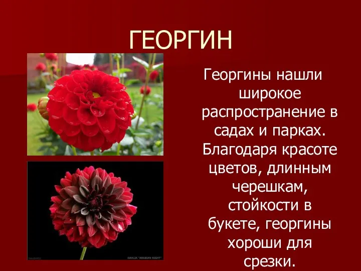 ГЕОРГИН Георгины нашли широкое распространение в садах и парках. Благодаря