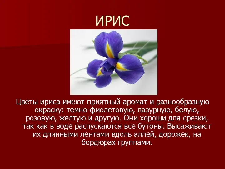 ИРИС Цветы ириса имеют приятный аромат и разнообразную окраску: темно-фиолетовую,