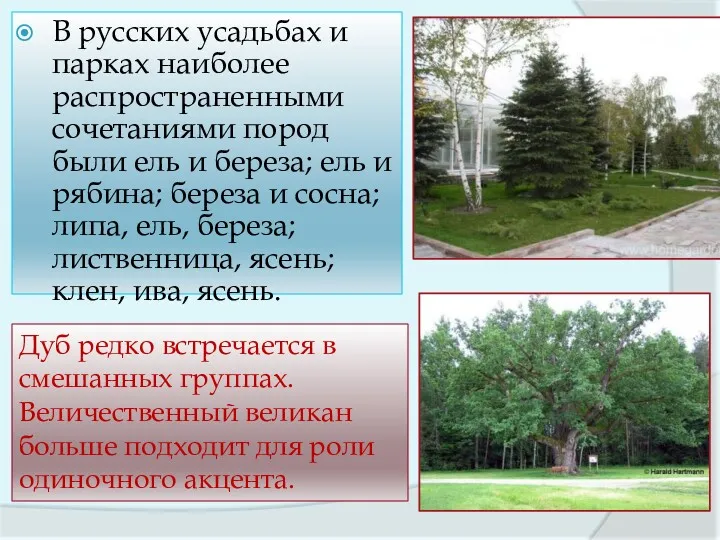В русских усадьбах и парках наиболее распространенными сочетаниями пород были ель и береза;