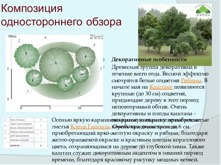 Композиция одностороннего обзора Декоративные особенности Древесная группа декоративна в течение всего года. Весной