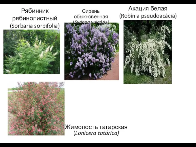 Рябинник рябинолистный (Sorbaria sorbifolia) Сирень обыкновенная (Syrínga vulgáris) Акация белая (Robínia pseudoacácia) Жимолость татарская (Lonícera tatárica)