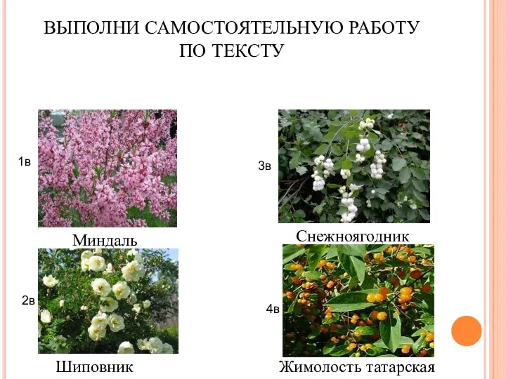 ВЫПОЛНИ САМОСТОЯТЕЛЬНУЮ РАБОТУ ПО ТЕКСТУ Шиповник Жимолость татарская Миндаль Снежноягодник 1в 2в 3в 4в