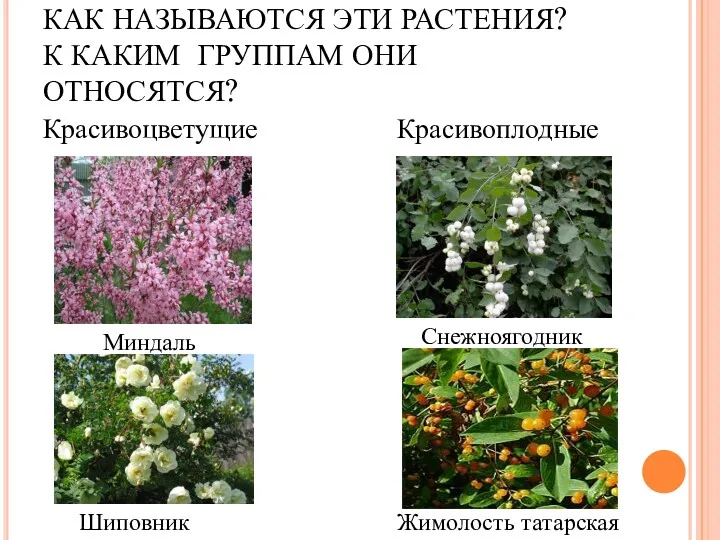 КАК НАЗЫВАЮТСЯ ЭТИ РАСТЕНИЯ? К КАКИМ ГРУППАМ ОНИ ОТНОСЯТСЯ? Шиповник Жимолость татарская Миндаль Снежноягодник Красивоцветущие Красивоплодные