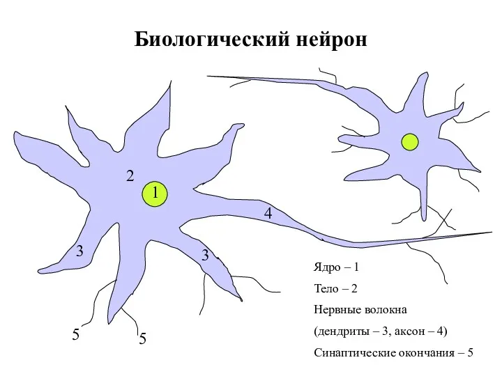 Биологический нейрон Ядро – 1 Тело – 2 Нервные волокна