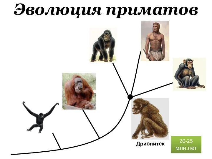 Эволюция приматов Дриопитек 20-25 млн.лет