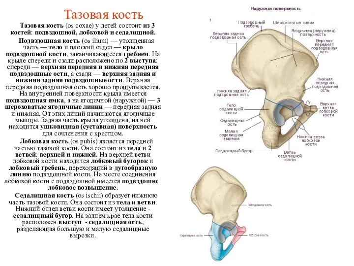 Тазовая кость Тазовая кость (os coxae) у детей состоит из 3 костей: подвздошной,