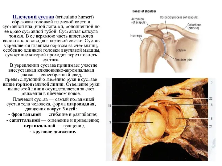 Плечевой сустав (articulatio humeri) образован головкой плечевой кости и суставной впадиной лопатки, дополненной