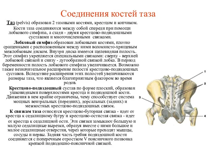 Соединения костей таза Таз (pelvis) образован 2 тазовыми костями, крестцом и копчиком. Кости