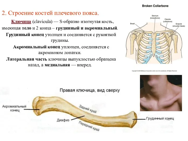 2. Строение костей плечевого пояса. Ключица (clavicula) — S-образно изогнутая кость, имеющая тело