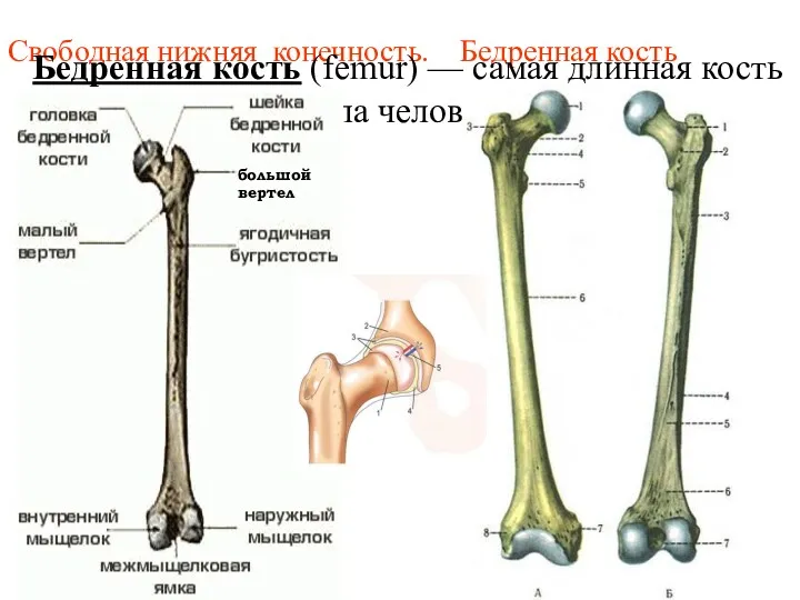 Свободная нижняя конечность. Бедренная кость Бедренная кость (femur) — самая длинная кость тела человека большой вертел