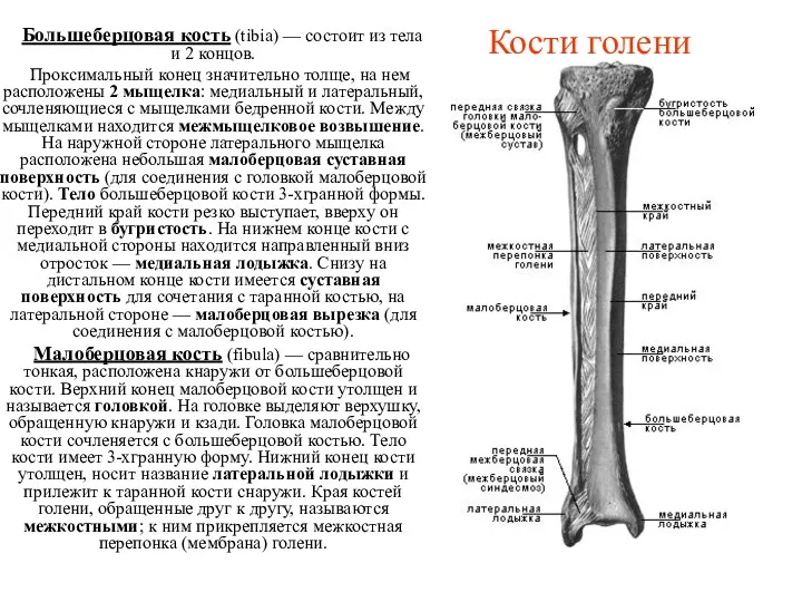 Кости голени Большеберцовая кость (tibia) — состоит из тела и 2 концов. Проксимальный