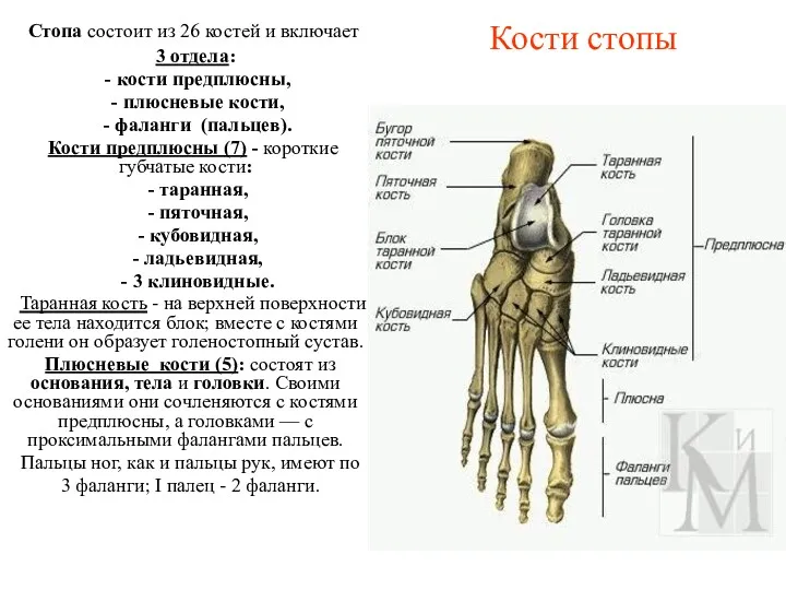 Кости стопы Стопа состоит из 26 костей и включает 3 отдела: - кости