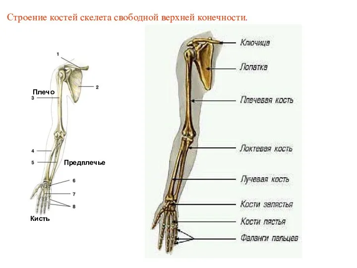 Строение костей скелета свободной верхней конечности. Плечо Предплечье Кисть
