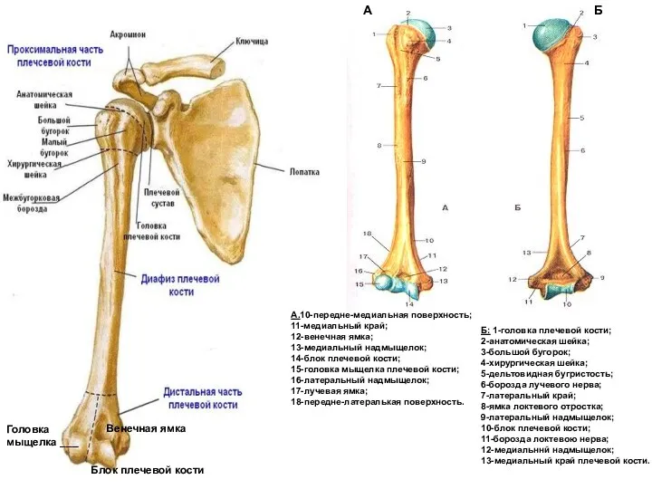 Плечевая кость Б: 1-головка плечевой кости; 2-анатомическая шейка; 3-большой бугорок; 4-хирургическая шейка; 5-дельтовидная