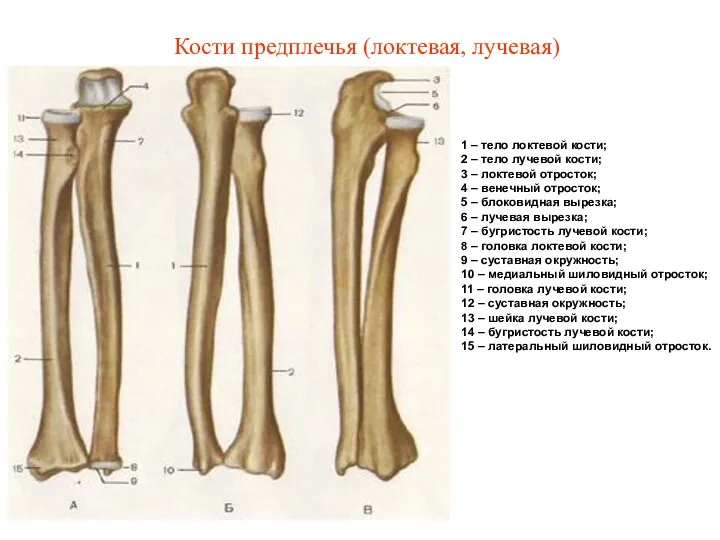 Кости предплечья (локтевая, лучевая) 1 – тело локтевой кости; 2 – тело лучевой