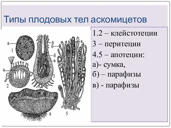 Типы плодовых тел аскомицетов 1.2 – клейстотеции 3 – перитеции 4.5 – апотеции: