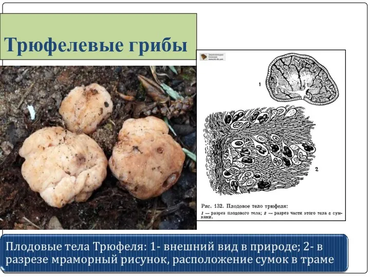 Трюфелевые грибы