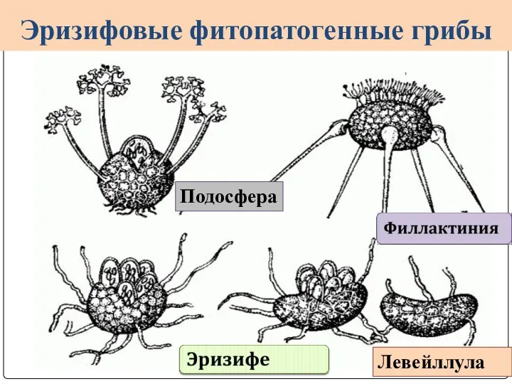 Эризифовые фитопатогенные грибы Подосфера Левейллула