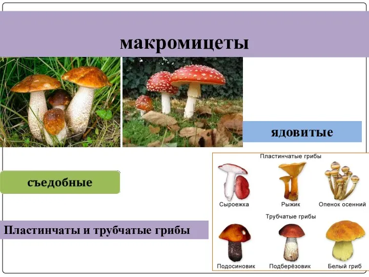 макромицеты ядовитые Пластинчаты и трубчатые грибы