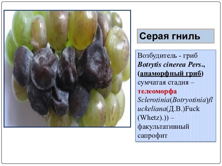 Серая гниль Возбудитель - гриб Botrytis cinerea Pers., (анаморфный гриб)