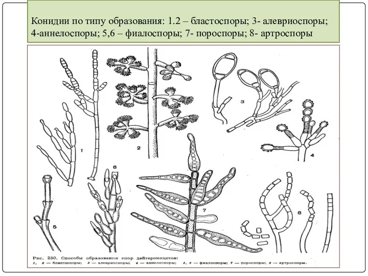 Конидии по типу образования: 1.2 – бластоспоры; 3- алевриоспоры; 4-аннелоспоры; 5,6 – фиалоспоры;