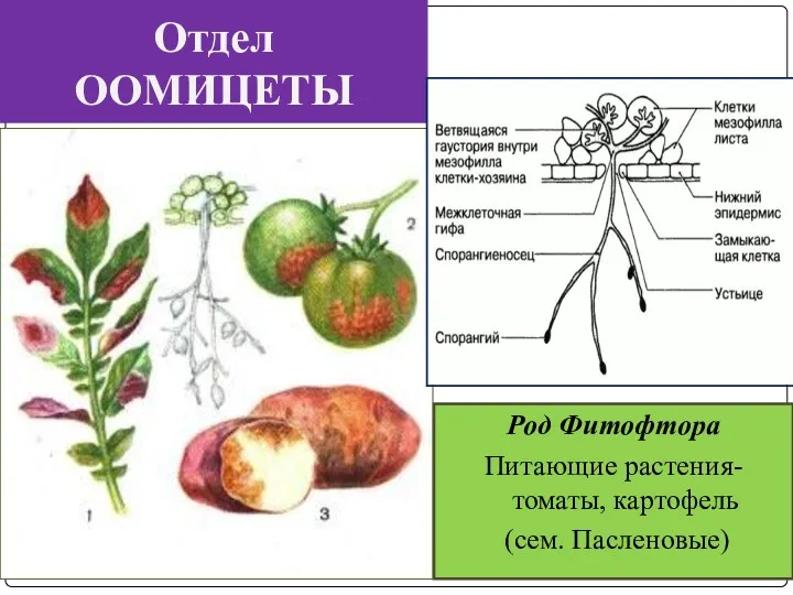 Отдел ООМИЦЕТЫ Род Фитофтора Питающие растения- томаты, картофель (сем. Пасленовые)