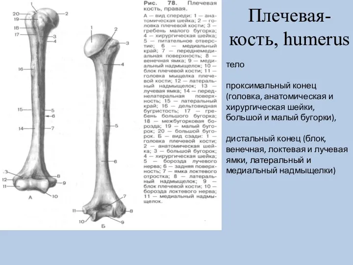 Плечевая-кость, humerus тело проксимальный конец (головка, анатомическая и хирургическая шейки, большой и малый