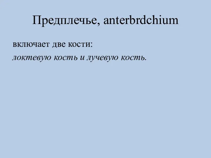 Предплечье, anterbrdchium включает две кости: локтевую кость и лучевую кость.