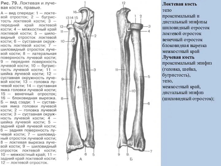 Локтевая кость тело проксимальный и дистальный эпифизы шиловидный отросток локтевой отросток венечный отросток