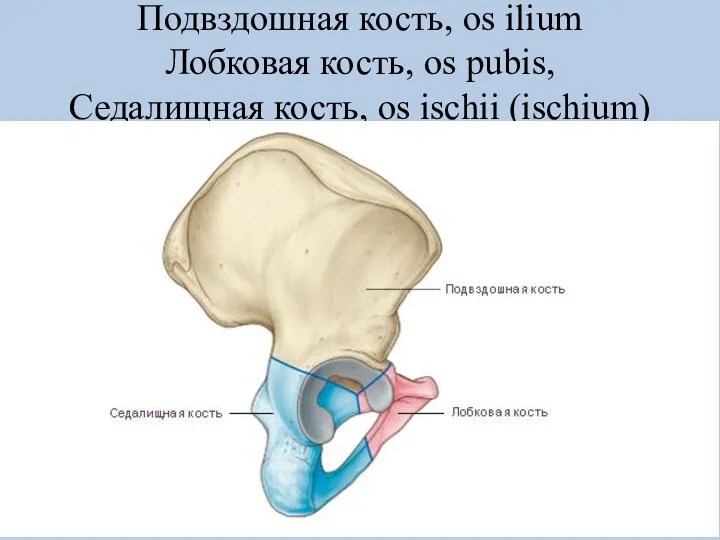 Подвздошная кость, os ilium Лобковая кость, os pubis, Седалищная кость, os ischii (ischium)