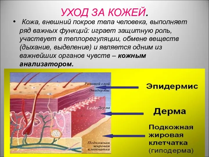 УХОД ЗА КОЖЕЙ. Кожа, внешний покров тела человека, выполняет ряд