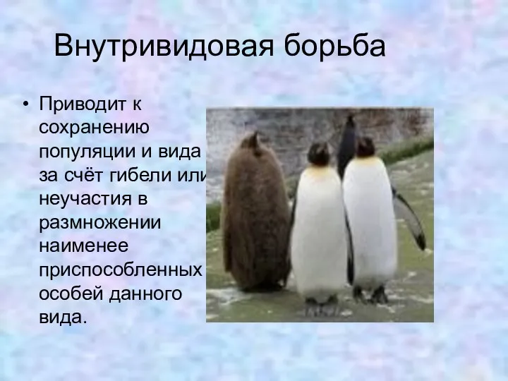 Внутривидовая борьба Приводит к сохранению популяции и вида за счёт