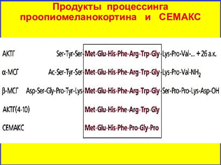 Продукты процессинга проопиомеланокортина и СЕМАКС
