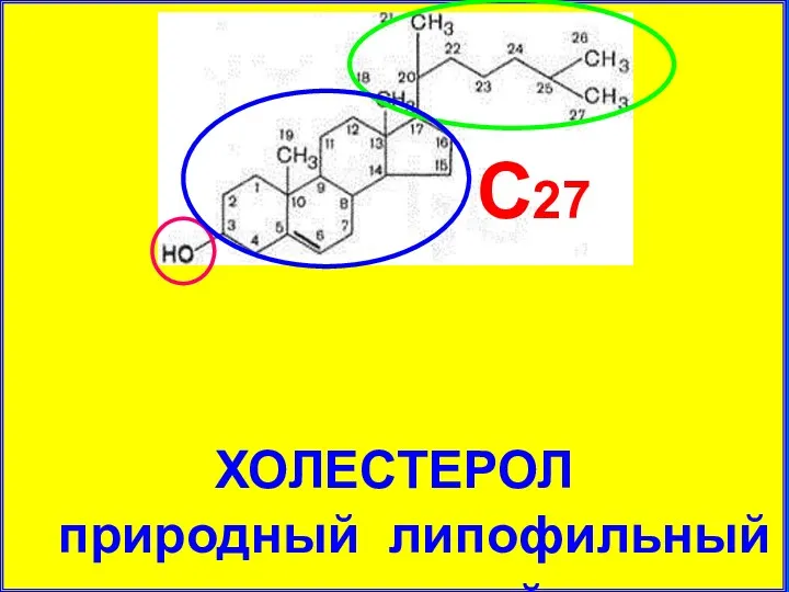 ХОЛЕСТЕРОЛ природный липофильный спирт из семейства стиролов (С27 Н45ОН) С27