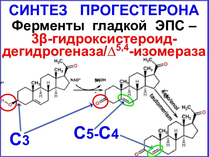 СИНТЕЗ ПРОГЕСТЕРОНА Ферменты гладкой ЭПС – 3β-гидроксистероид- дегидрогеназа/∆5,4-изомераза С3 С5-С4