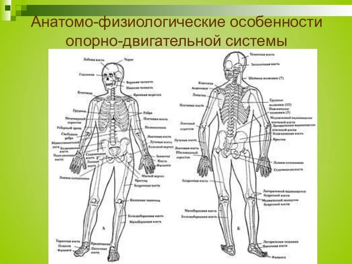 Анатомо-физиологические особенности опорно-двигательной системы