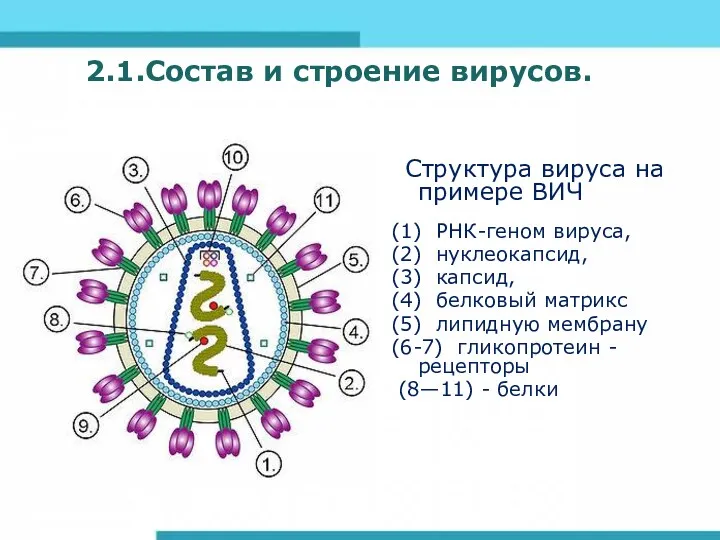 2.1.Состав и строение вирусов. Структура вируса на примере ВИЧ (1) РНК-геном вируса, (2)